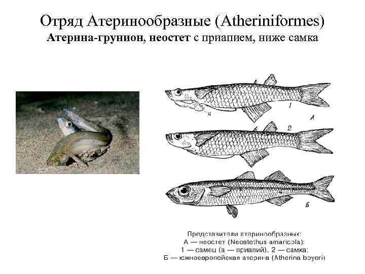 Отряд Атеринообразные (Atheriniformes) Атерина-грунион, неостет с приапием, ниже самка 