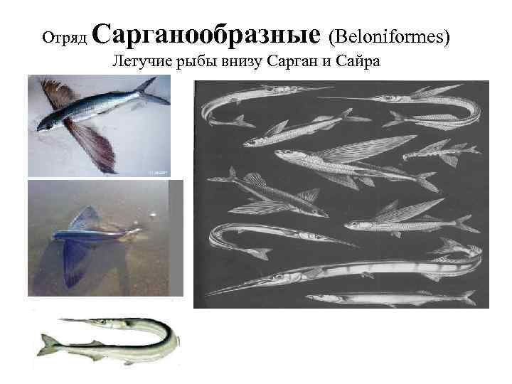 Отряд Сарганообразные (Beloniformes) Летучие рыбы внизу Сарган и Сайра 