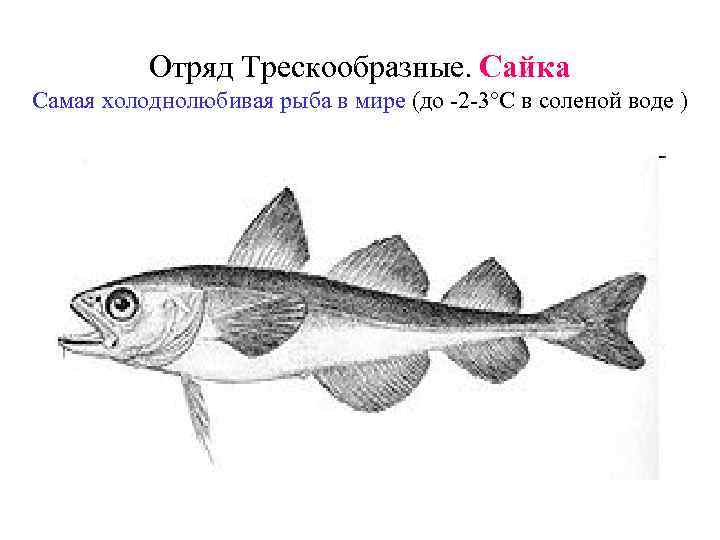 Отряд Трескообразные. Сайка Самая холоднолюбивая рыба в мире (до -2 -3°С в соленой воде