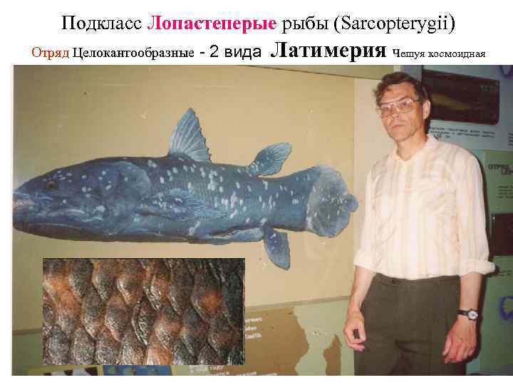 Подкласс Лопастеперые рыбы (Sarcopterygii) Отряд Целокантообразные - 2 вида Латимерия Чешуя космоидная 