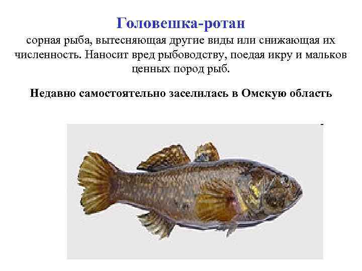 Головешка-ротан сорная рыба, вытесняющая другие виды или снижающая их численность. Наносит вред рыбоводству, поедая