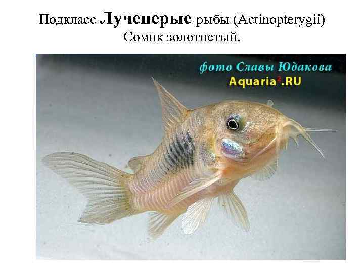 Подкласс Лучеперые рыбы (Actinopterygii) Сомик золотистый. 