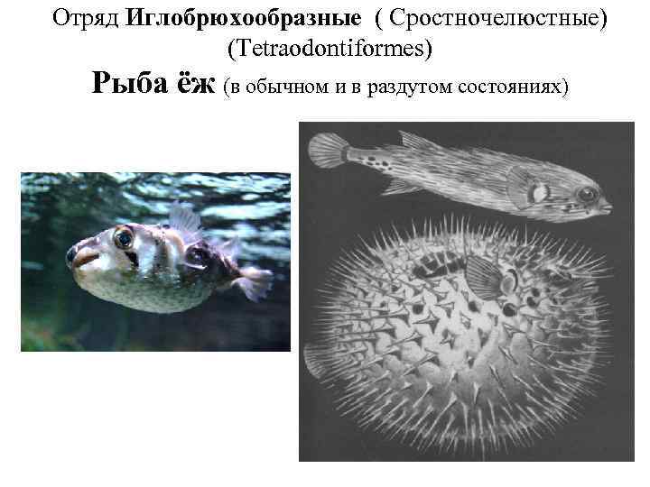 Отряд Иглобрюхообразные ( Сростночелюстные) (Tetraodontiformes) Рыба ёж (в обычном и в раздутом состояниях) 