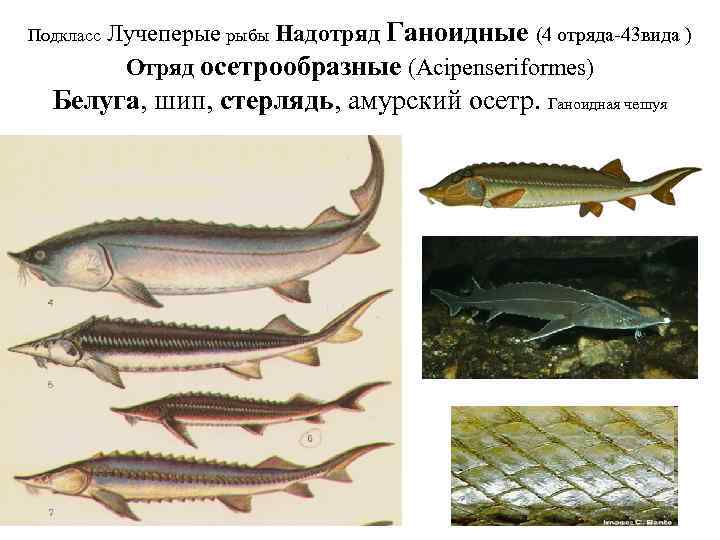 Подкласс Лучеперые рыбы Надотряд Ганоидные (4 отряда-43 вида ) Отряд осетрообразные (Acipenseriformes) Белуга, шип,