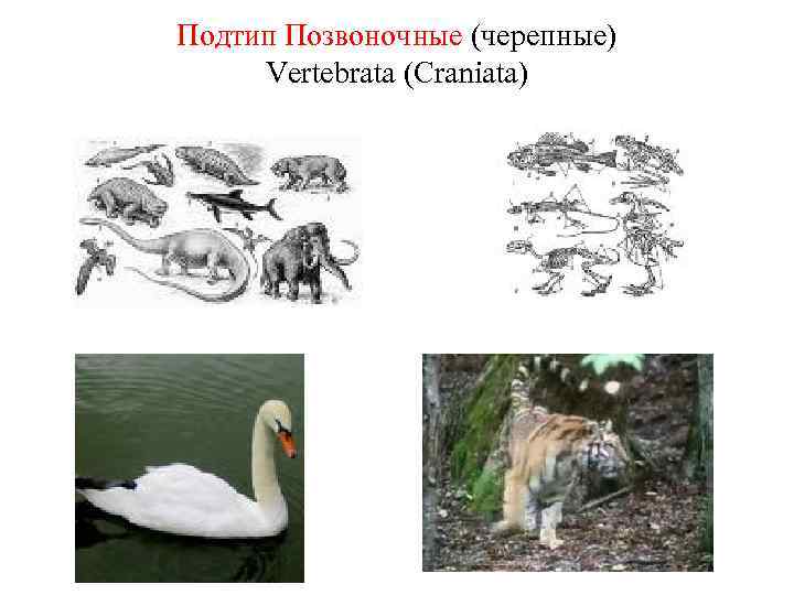 Подтип Позвоночные (черепные) Vertebrata (Craniata) 