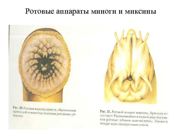 Ротовые аппараты миноги и миксины 