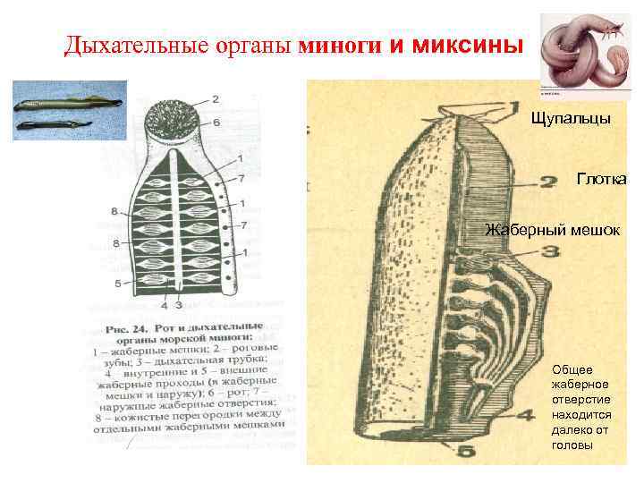 Дыхательные органы миноги и миксины Щупальцы Глотка Жаберный мешок Общее жаберное отверстие находится далеко