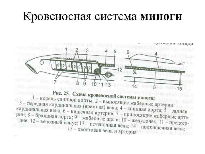 Кровеносная система ланцетника схема в цвете