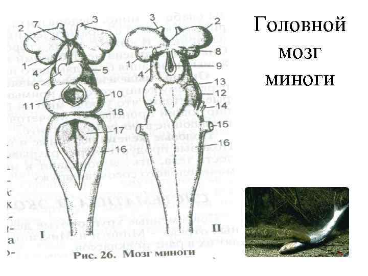 Головной мозг миноги 