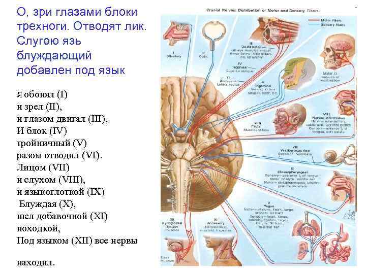 О, зри глазами блоки трехноги. Отводят лик. Слугою язь блуждающий добавлен под язык Я