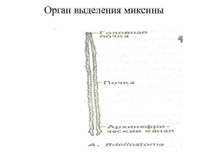 Орган выделения миксины 