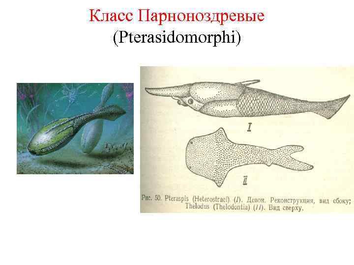 Класс Парноноздревые (Pterasidomorphi) 