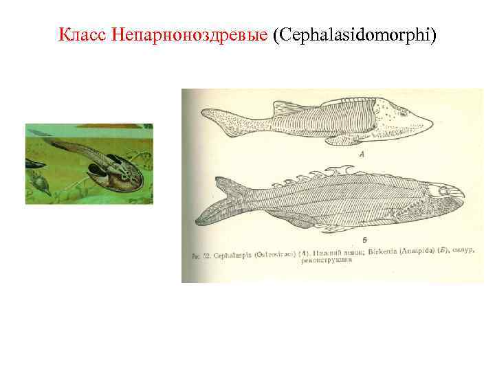 Класс Непарноноздревые (Cephalasidomorphi) 