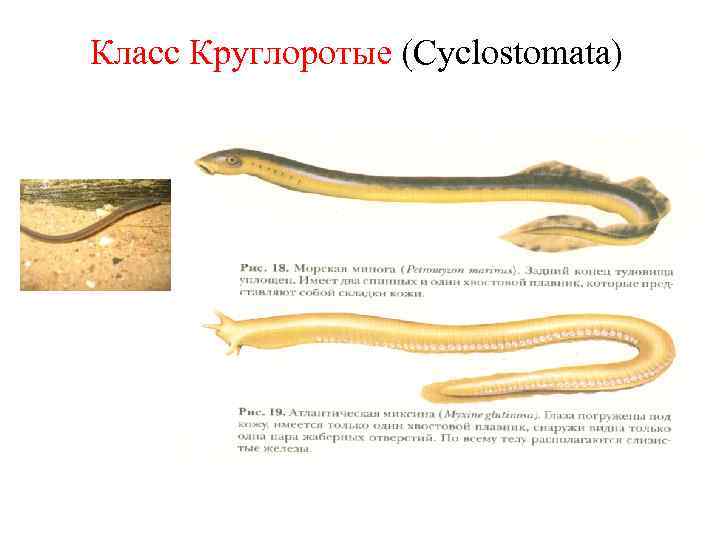 Класс Круглоротые (Cyclostomata) 