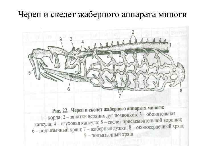 Схема кровеносной системы речной миноги