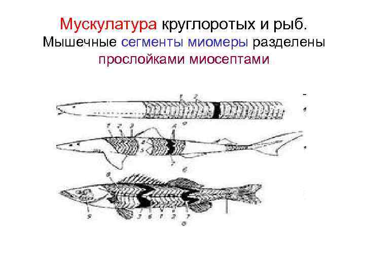 Мускулатура круглоротых и рыб. Мышечные сегменты миомеры разделены прослойками миосептами 