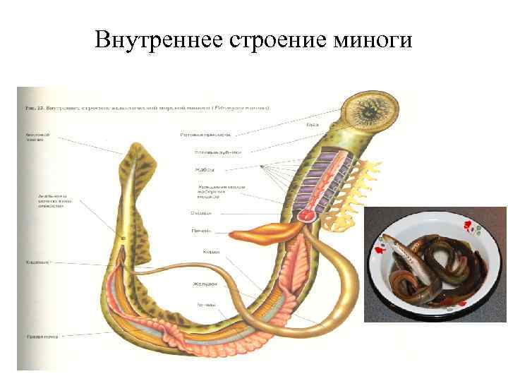 Внутреннее строение миноги 