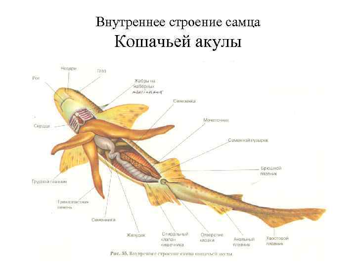 Внутреннее строение акулы рисунок с подписями