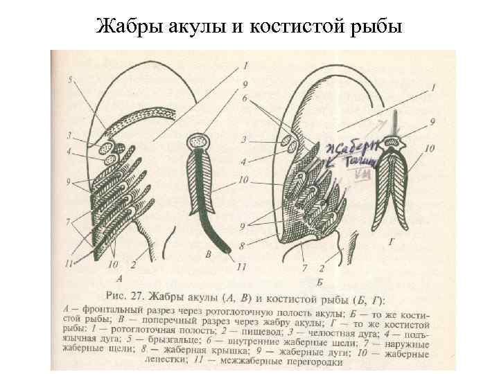 Дыхательная система акулы схема