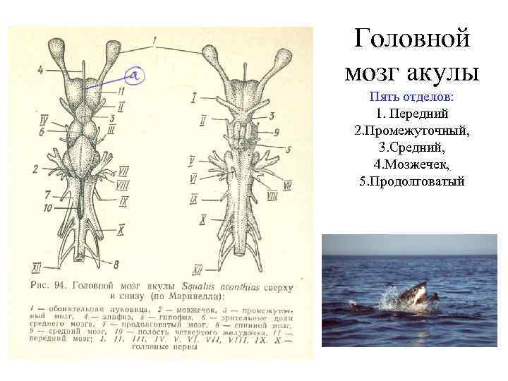 Мозг акулы схема