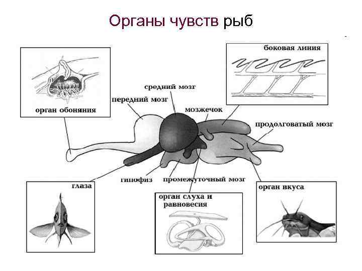 Органы чувств рыб 