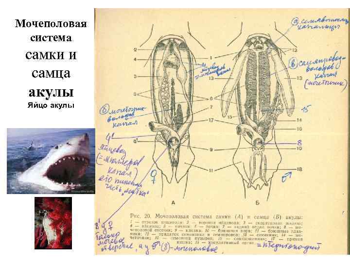 Мочеполовая система самки и самца акулы Яйцо акулы 