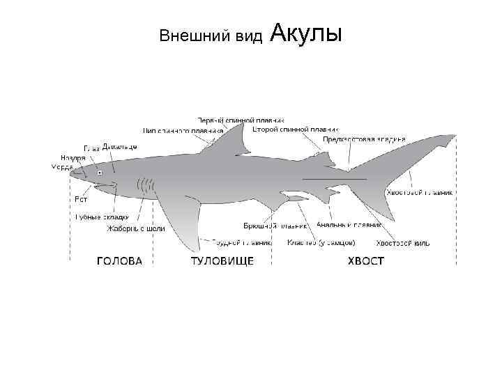 Схема строение акулы