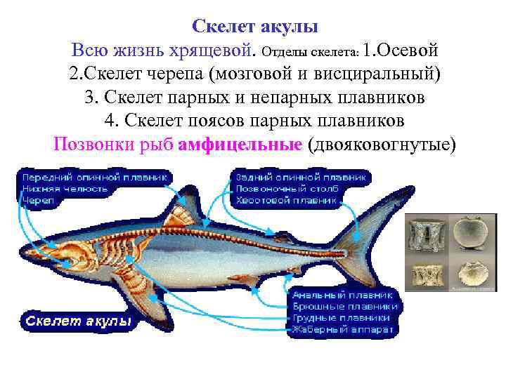 Непарные плавники