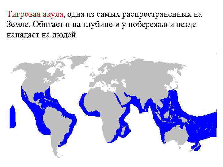 Карта обитания акул в мире