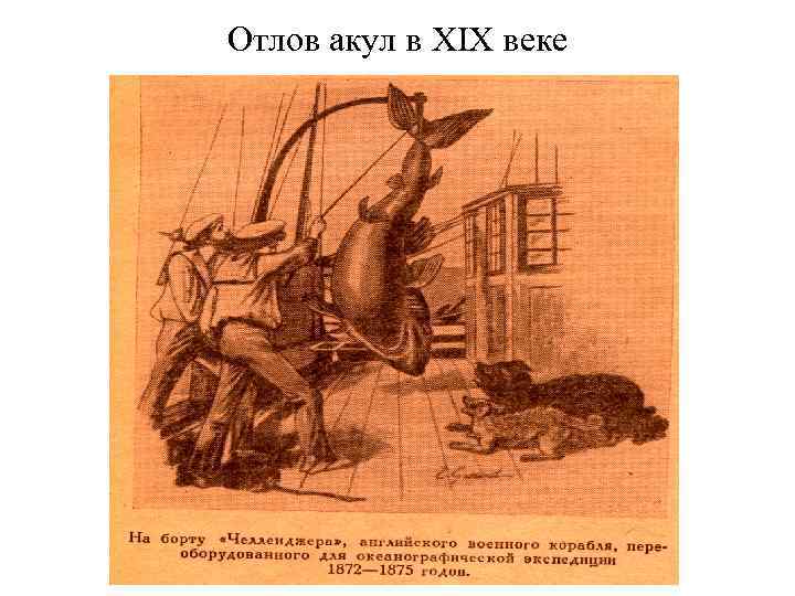 Отлов акул в XIX веке 