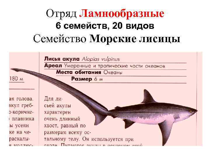 Отряд Ламнообразные 6 семейств, 20 видов Семейство Морские лисицы 