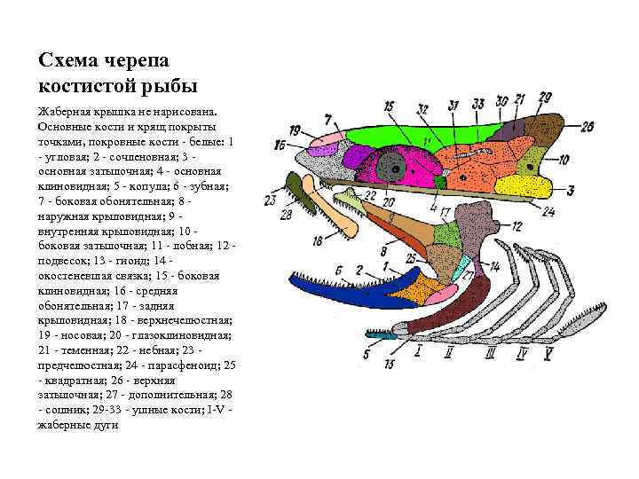 Схема черепа костистой рыбы Жаберная крышка не нарисована. Основные кости и хрящ покрыты точками,