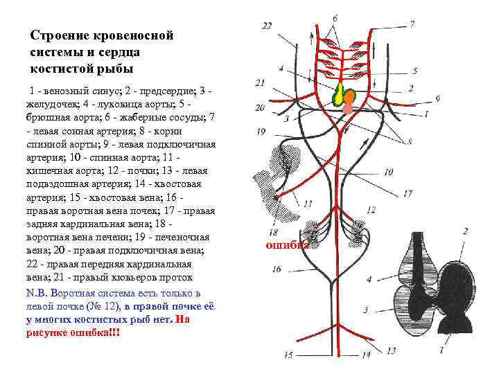 Строение кровеносной системы и сердца костистой рыбы 1 - венозный синус; 2 - предсердие;