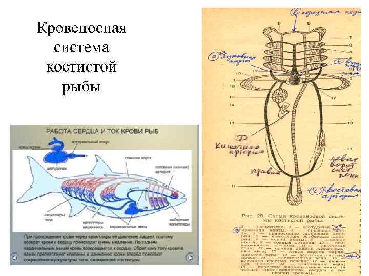 Кровеносная система костистой рыбы 