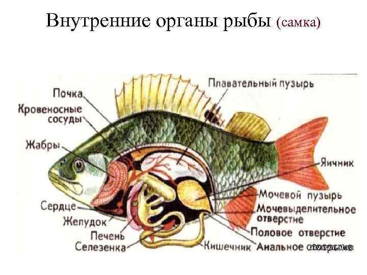 Рыба какой организм. Внутреннее строение радужной форели. Внутреннее строение лососевых рыб. Внутренние органы рыбы. Внутреннее строение рыбы.