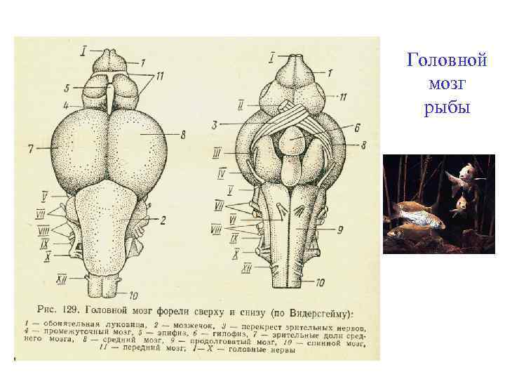 Головной мозг рыбы 