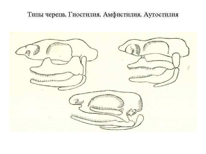 Схема типов крепления мозгового и висцерального отделов черепа