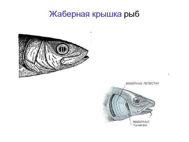 Укажите на рисунке жаберные крышки рыбы