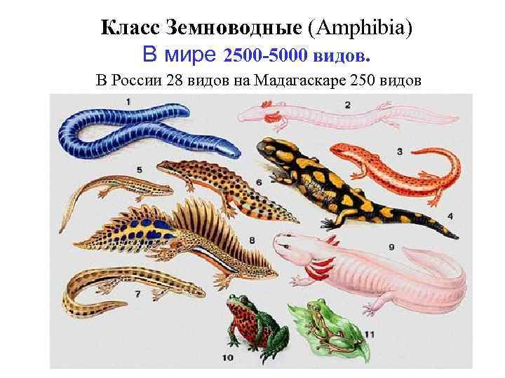 Класс Земноводные (Amphibia) В мире 2500 -5000 видов. В России 28 видов на Мадагаскаре
