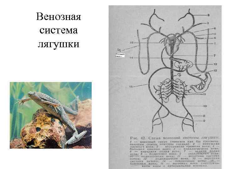 Венозная система лягушки 