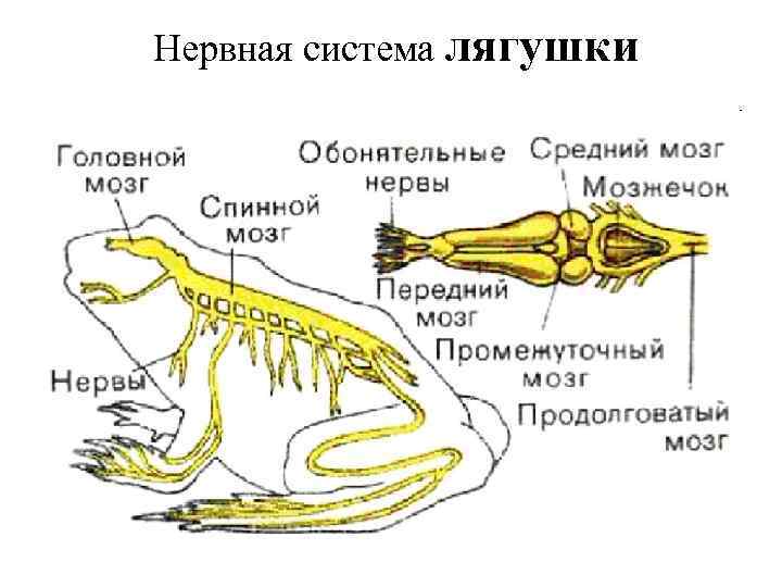 Нервная система лягушки 