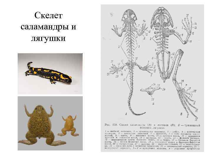 Скелет саламандры и лягушки 
