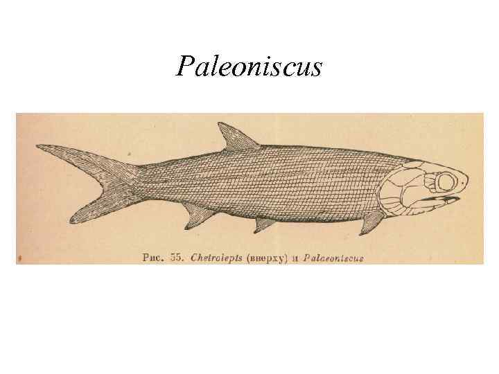 Paleoniscus 