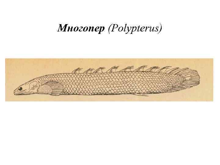 Многопер (Polypterus) 