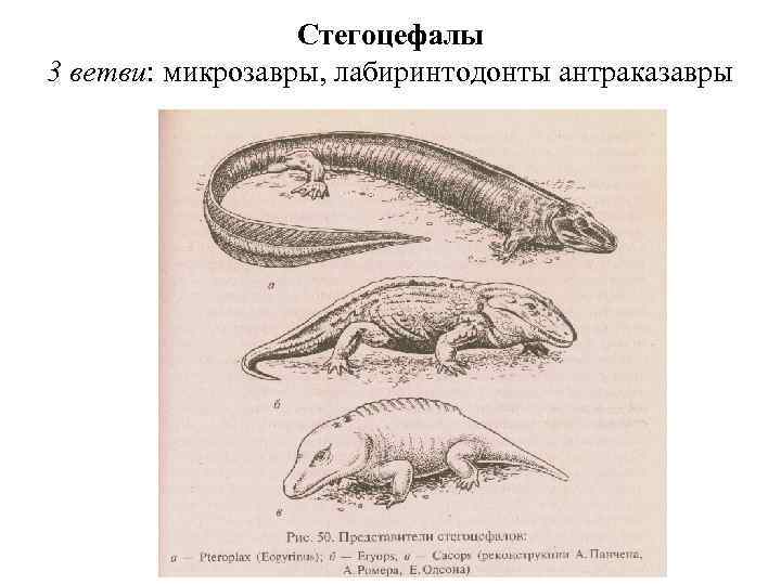Стегоцефалы 3 ветви: микрозавры, лабиринтодонты антраказавры 
