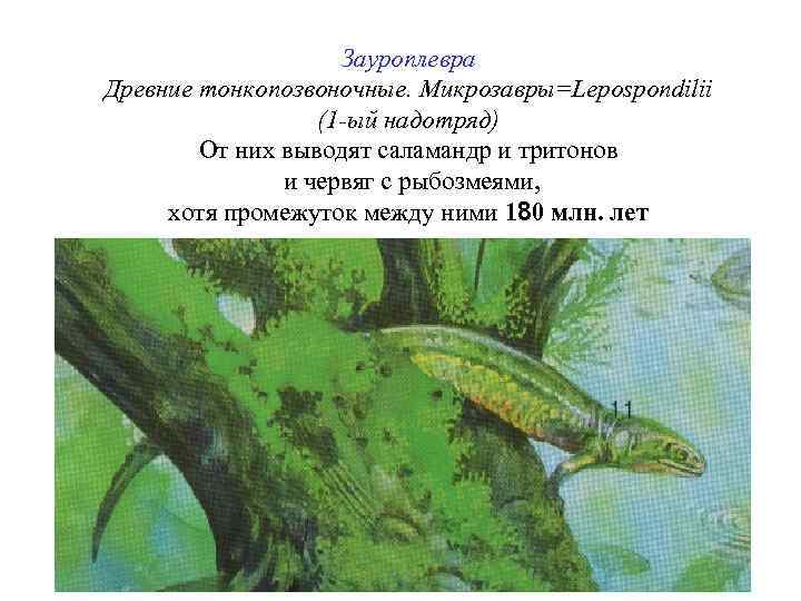 Зауроплевра Древние тонкопозвоночные. Микрозавры=Lepospondilii (1 -ый надотряд) От них выводят саламандр и тритонов и