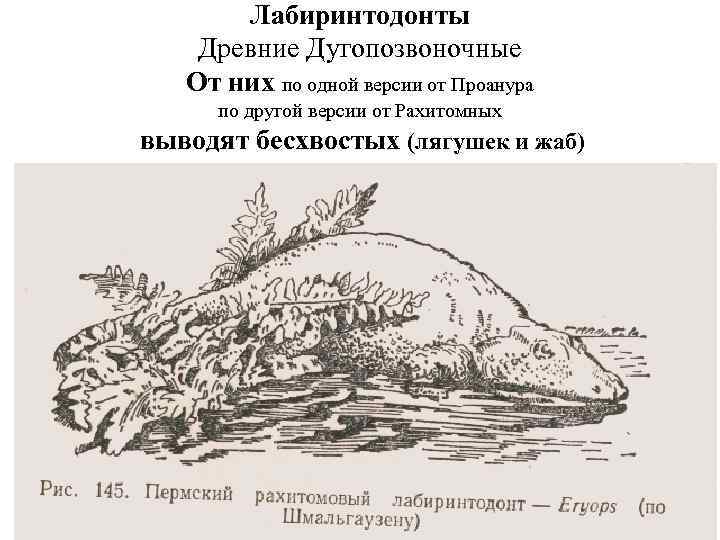 Лабиринтодонты Древние Дугопозвоночные От них по одной версии от Проанура по другой версии от