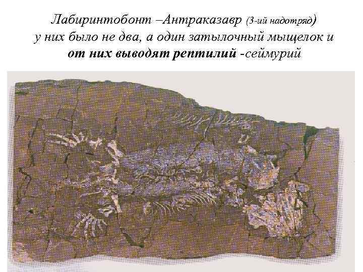 Лабиринтобонт –Антраказавр (3 -ий надотряд) у них было не два, а один затылочный мыщелок