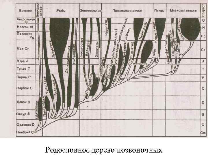 Родословное дерево позвоночных 