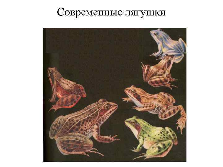 Современные лягушки 